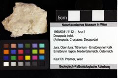 Foto (Objket + Etiketten) von Decapoda indet. 